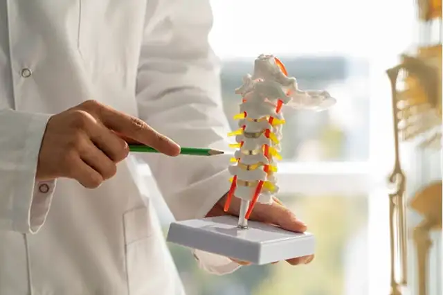 Clinician demonstrating vertebrae and discs on a spine model