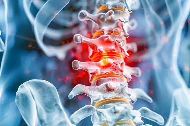 Illustration of spinal structures and nearby nerves